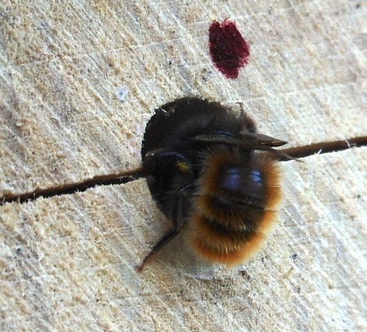 Solitarne pčele Savić-Osmia Cornuta