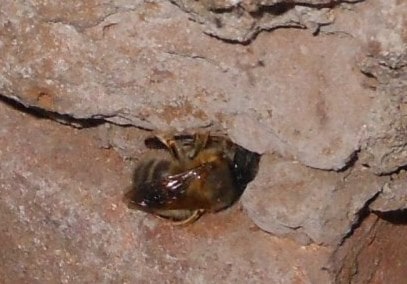 Solitarne pčele Savić